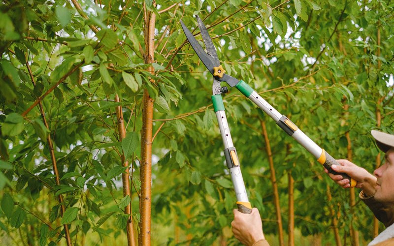 Tree trimming in Staplehurst, NE